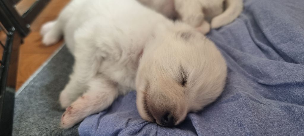 Des Flocons Givrés - Chiots disponibles - Samoyède
