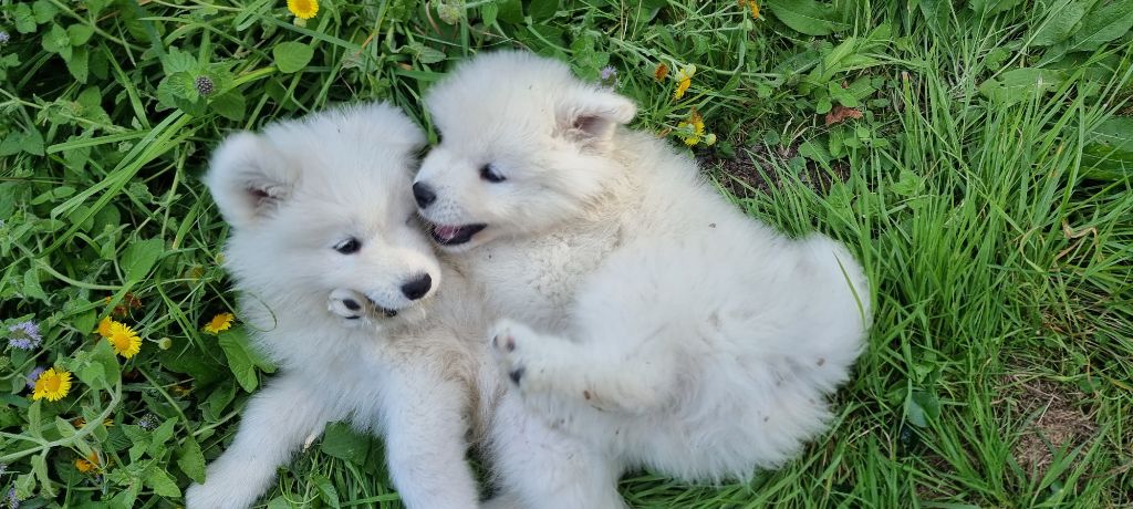 Des Flocons Givrés - Chiots disponibles - Samoyède