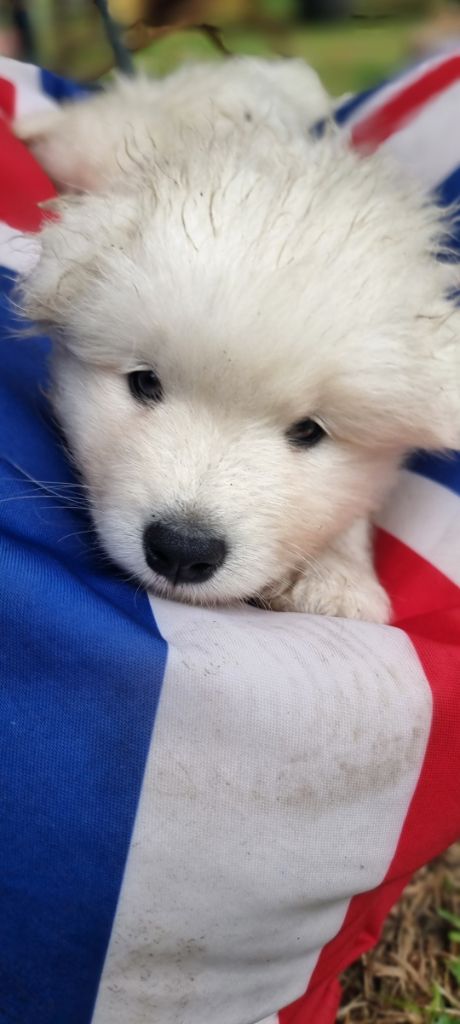 Des Flocons Givrés - Chiots disponibles - Samoyède
