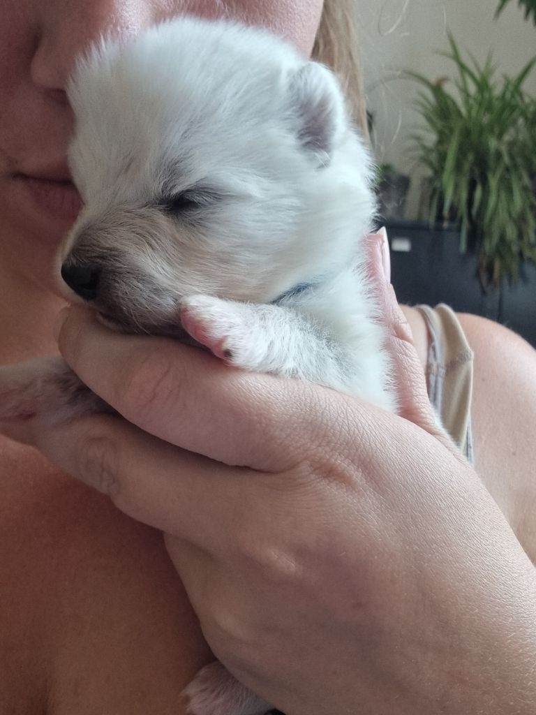 Des Flocons Givrés - Chiots disponibles - Samoyède