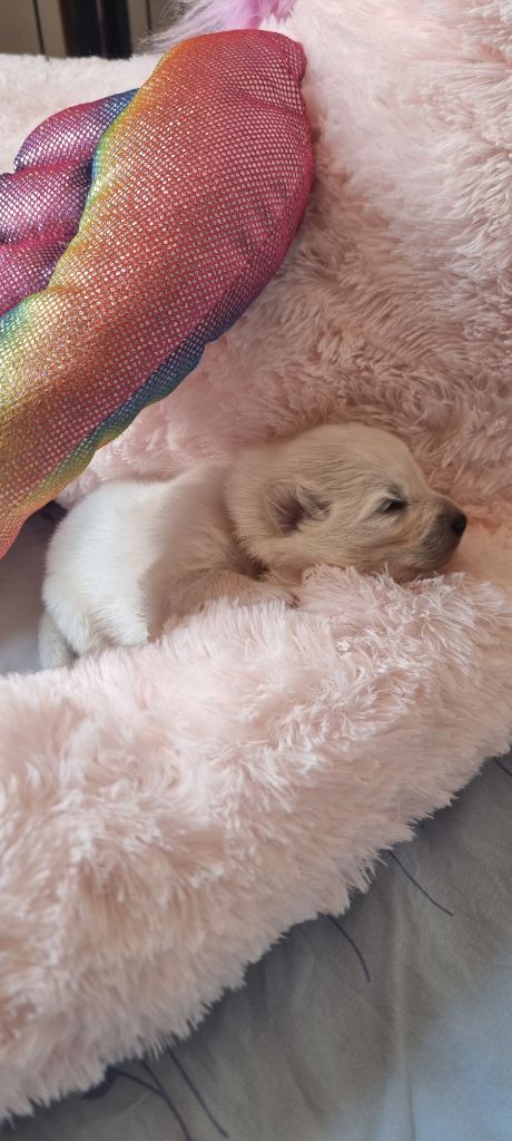 Des Flocons Givrés - Chiots disponibles - Samoyède